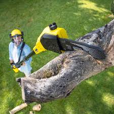 Reliable Combes, TX Tree Removal Solutions