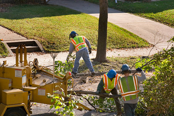 Best Palm Tree Trimming  in Combes, TX