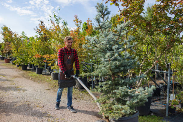 Best Tree Trimming and Pruning  in Combes, TX